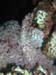 scorpion fish 2.jpg